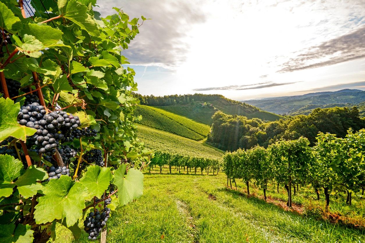 Judging Wine Competition Classes: Whites and Rose